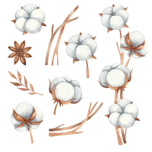 Pamuk çiçeklerinden, anasonlarından ve kahverengi gölgelerdeki pamuk dallarından gelen suluboya elementler.