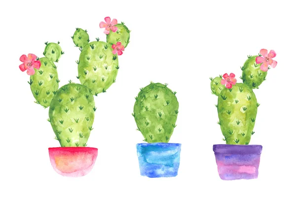 Acuarela Floreciente Tres Cactus Fijados Macetas Con Flores Dibujo Acuarela —  Fotos de Stock