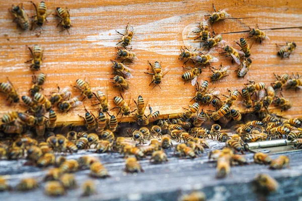 Lots of bees - swarm of bees at their hive, beekeeping. Selective focus