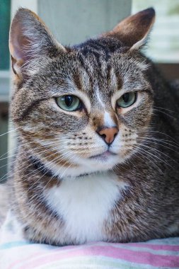 Çok güzel bir taşra kedisi bir kır evinin pencere eşiğinde oturuyor.