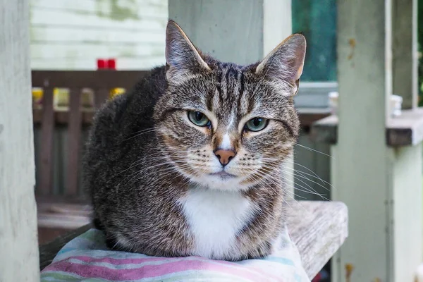 Um gato de campo muito bonito está sentado em um peitoril da janela em uma casa de campo — Fotografia de Stock