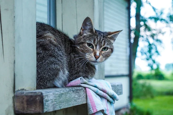 Un gato de campo muy hermoso está sentado en un alféizar de una ventana en una casa de campo — Foto de Stock