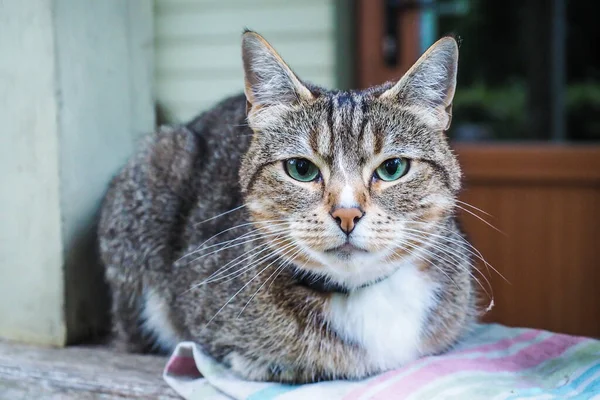 Um gato de campo muito bonito está sentado em um peitoril da janela em uma casa de campo — Fotografia de Stock