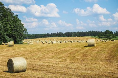 Saman yığını tarım arazisi. Tarım saman yığınları. Hasat zamanı tarlada balya kuruyor.