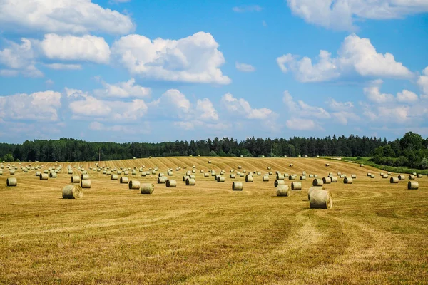 Haystack agriculture field landscape. Agriculture field hay stacks. Hay bale drying in the field at harvest time — Stock Photo, Image