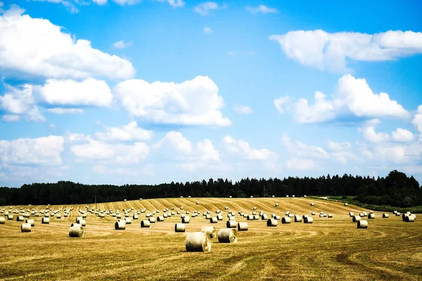 Paysage agricole Haystack. Foin agricole empilés. Séchage des balles de foin au champ au moment de la récolte — Photo