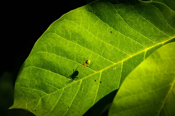 Zelený pavouk na listě stromu — Stock fotografie