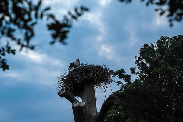 저녁에 둥지에 있는 황새 — 스톡 사진