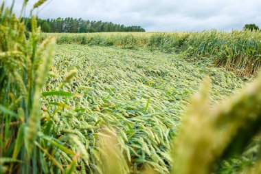 Buğday tarlası yağmurla düzleştirildi, olgunlaşmış buğday tarlası hasat öncesi hasat edildi rüzgar ve yağmur gibi hava fenomenleri tarafından