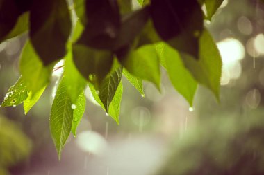 Yağmurlu bir yaz günü. Yağmur damlalarıyla ağaç yaprakları, bokeh. Seçici odak