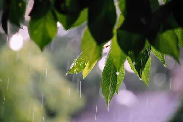雨の夏の日 木は雨滴 ボケと葉します 選択的焦点 — ストック写真