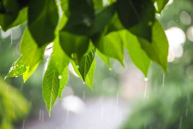 Yağmurlu bir yaz günü. Yağmur damlalarıyla ağaç yaprakları, bokeh. Seçici odak