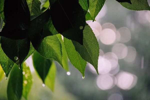Rainy summer day. Tree leaves with raindrops, bokeh. Selective focus