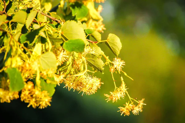 Flowering linden tree with beautiful yellow flowers. The branches of Linden (Tilia) are covered with yellow flowers. Medicinal plant