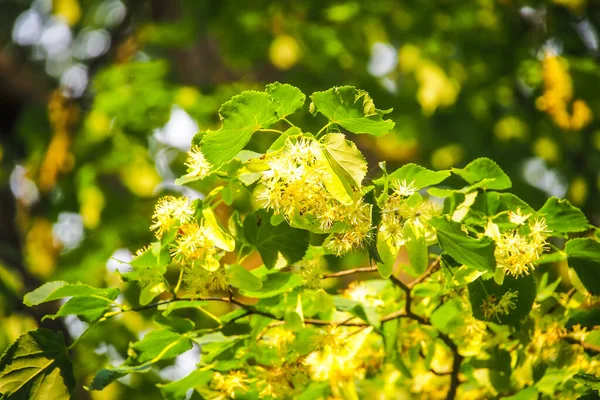 Flowering linden tree with beautiful yellow flowers. The branches of Linden (Tilia) are covered with yellow flowers. Medicinal plant