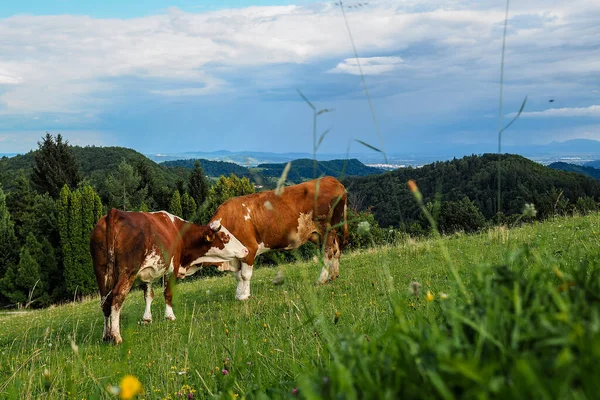 在斯洛文尼亚 欧洲的高山牧场上放牧的褐山奶牛 — 图库照片