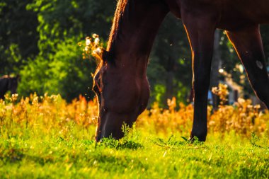 Atlar yazın güzel bir günbatımında çayırda otlar, odaklanamaz, renkli. Bulanık odak