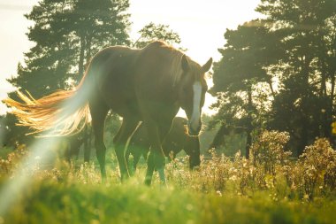 Atlar yazın güzel bir günbatımında çayırda otlar, odaklanamaz, renkli. Bulanık odak