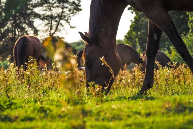 Atlar yazın güzel bir günbatımında çayırda otlar, odaklanamaz, renkli. Bulanık odak