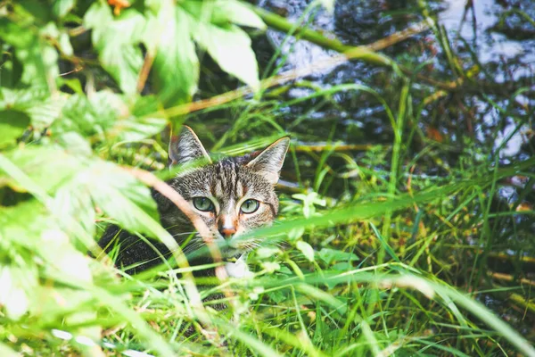 En vacker katt gömmer sig i ett grönt gräs, defocused — Stockfoto