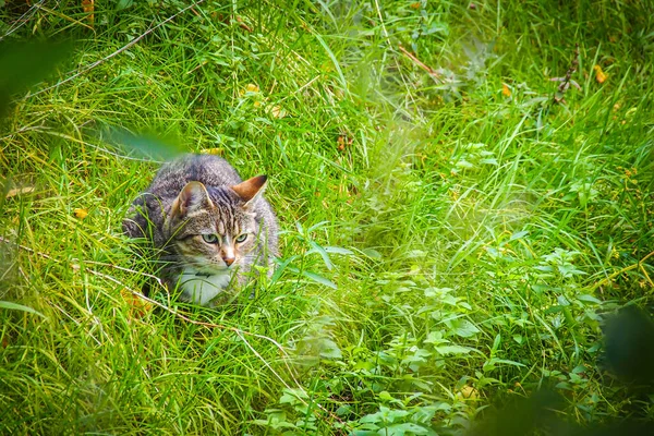Een mooie kat verstopt zich in een groen gras, ongeconcentreerd — Stockfoto