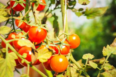Taze taze kırmızı domatesler organik sera bahçesinde yetişiyor hasat etmeye hazır, seçici bir odak noktası.