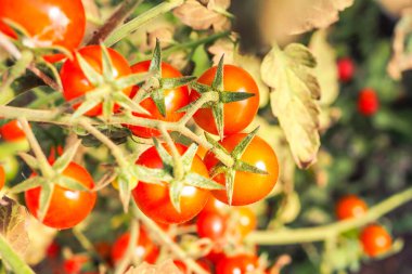 Taze taze kırmızı domatesler organik sera bahçesinde yetişiyor hasat etmeye hazır, seçici bir odak noktası.