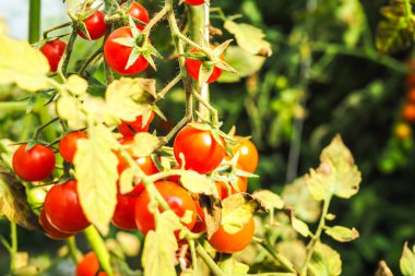 Taze taze kırmızı domatesler organik sera bahçesinde yetişiyor hasat etmeye hazır, seçici bir odak noktası.