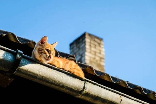 A beautiful ginger cat sits on the roof in a rain gutter in the summer, selective focus — Stock Photo, Image