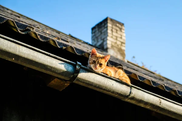 En vacker ingefära katt sitter på taket i en regnränna på sommaren, selektivt fokus — Stockfoto