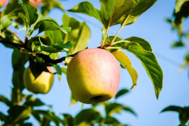 Sonbaharda elma bahçesinde güzel elma ağaçları, seçici bir odak noktası. Elmalar yakın plan