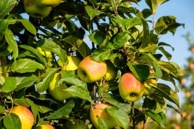 Sonbaharda elma bahçesinde güzel elma ağaçları, seçici bir odak noktası. Elmalar yakın plan