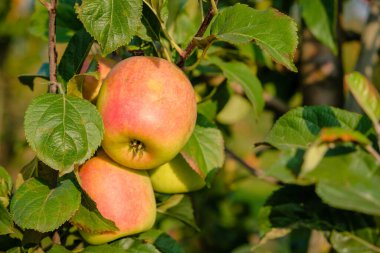 Sonbaharda elma bahçesinde güzel elma ağaçları, seçici bir odak noktası. Elmalar yakın plan
