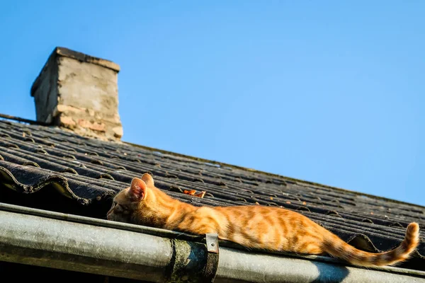 Um gato de gengibre bonito senta-se no telhado em uma sarjeta de chuva no verão, foco seletivo — Fotografia de Stock