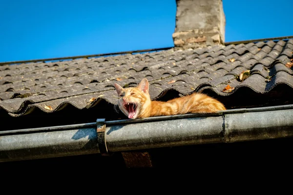 A beautiful ginger cat sits and yawns on the roof in a rain gutter in the summer, selective focus — Stock Photo, Image