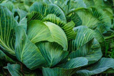 Bahçede taze organik büyük lahana, seçici bir odak.