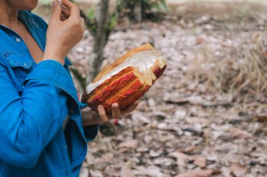 Ormanda kakao çekirdeği yiyen tanınmayan bir kadın.
