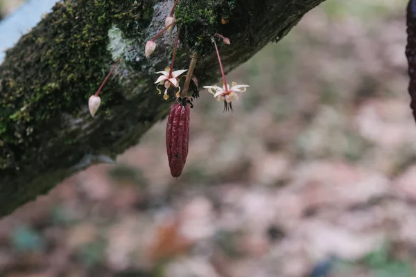 Primer Plano Una Vaina Cacao Rojo Floreciendo Árbol — Foto de Stock