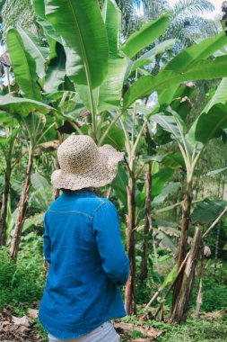 Tropikal ormanda şapkalı bir kaşifin arka planı..
