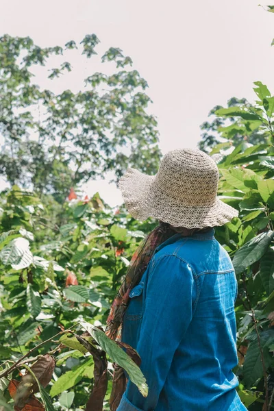 一个戴帽子的探险家妇女走进热带森林的背景 — 图库照片