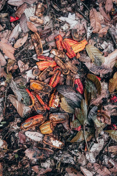 Compost cocoa pile on a farm from above.