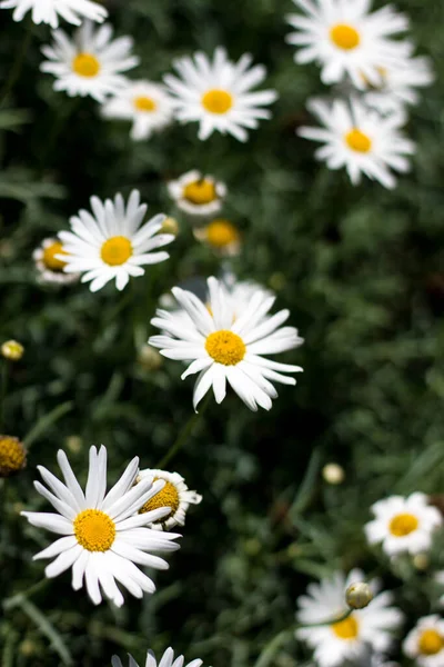 White flowers on green and unfocused background White daisy flowers on green and unfocused background White flowers with yellow center