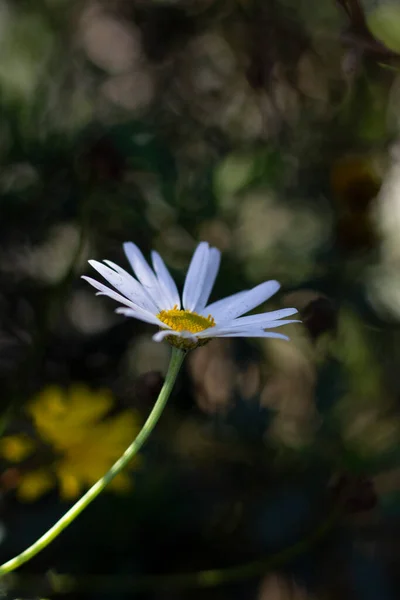 White flower on green and unfocused background White daisy flower on green and unfocused background White flower with yellow center