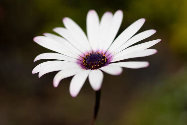 White and purple flower on green and unfocused background White and purple daisy flower on unfocused green background White daisy flower with purple center and unfocused background