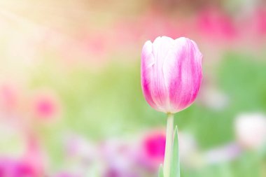 güneş günü bahçede güzel pembe lale