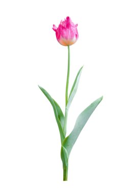 kırpma yolu ile beyaz arka plan üzerinde izole Lale çiçek