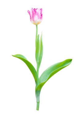 kırpma yolu ile beyaz arka plan üzerinde izole Lale çiçek