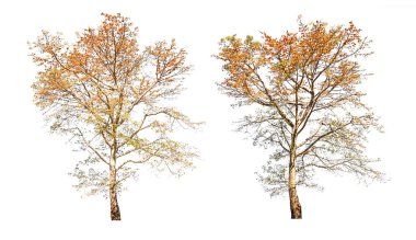 kırmızı sonbahar ağacı beyaz arkaplanda izole edildi