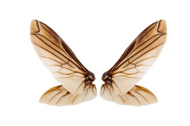 Kırpma yolu ile beyaz arka plan üzerinde izole böcek kanatları