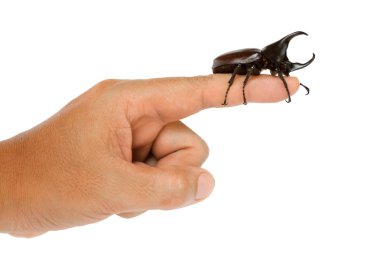 Beyaz arka plan üzerinde izole yandan erkek gergedan böceği